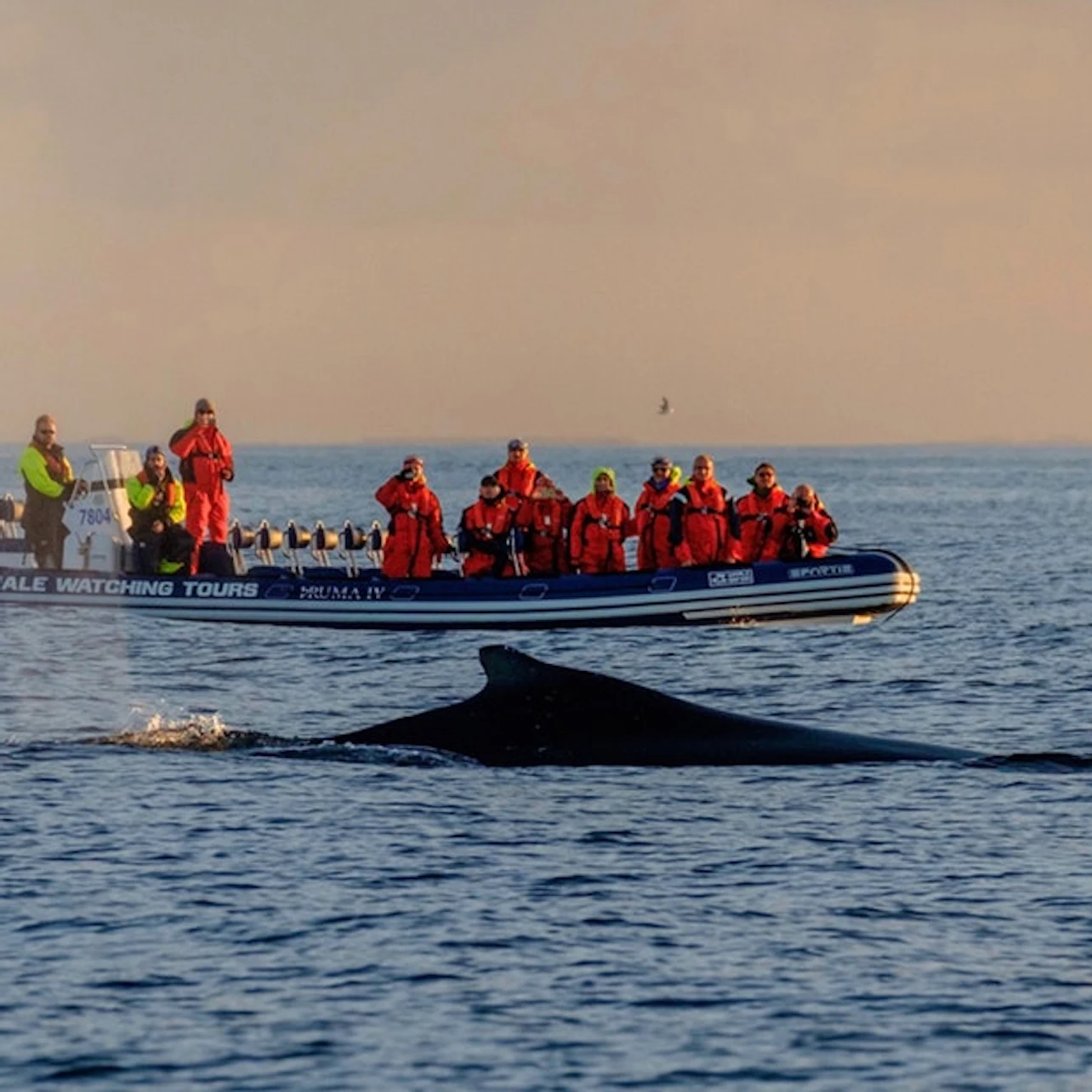 Humpback whale in front of RIB boat.