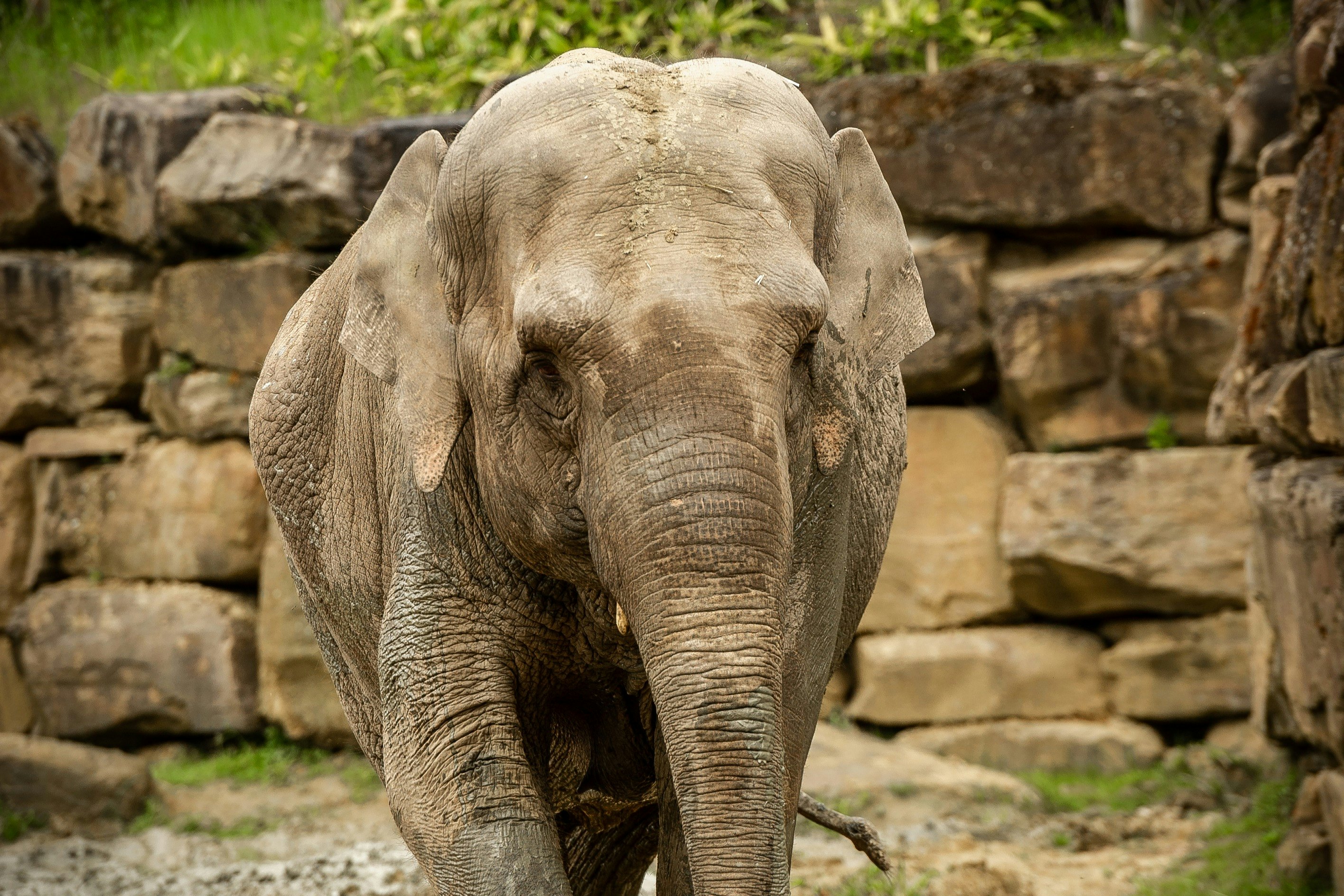ZOO Planckendael: bilhete de entrada