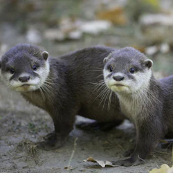 Två unga utter med mörkbrun päls står på en smutsig yta, vänd mot kameran med ett nyfiket uttryck.