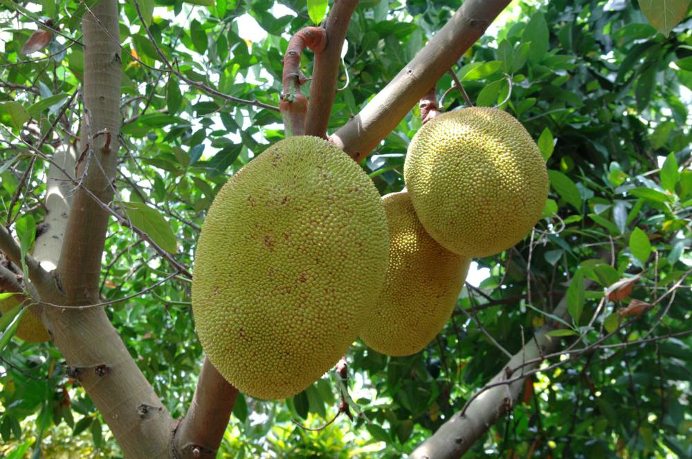 Okinawa Fruits Land: Admission Ticket + Fruit Board