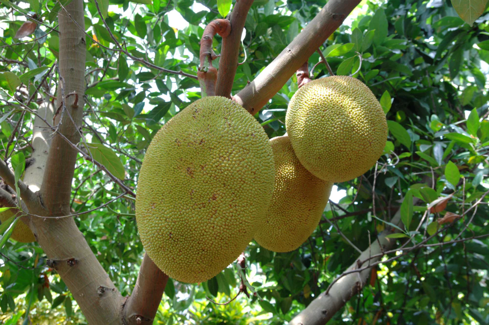 Okinawa Fruits Land: Admission Ticket + Fruit Board
