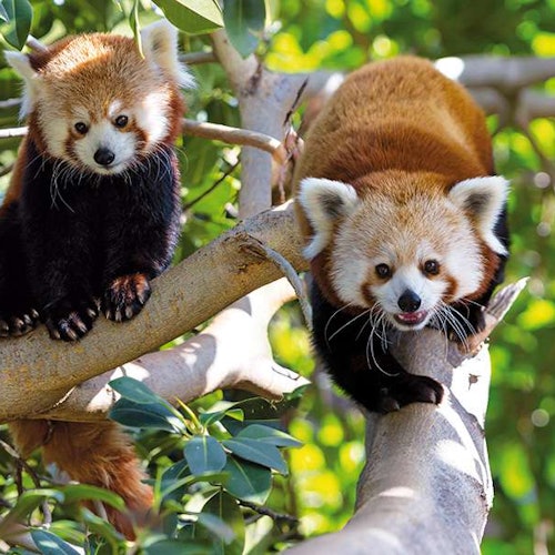 Loro Parque: Entry Ticket + Transport Loro Parque: Entry Ticket + Transport