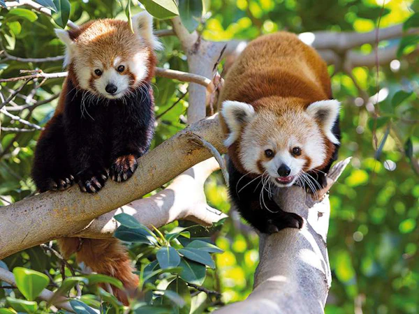 Loro Parque tickets met transfers vanuit het zuiden van Tenerife