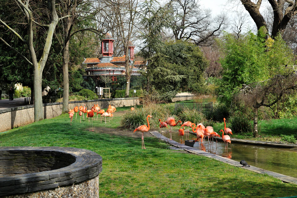 A flock of flamingos stands and wades in a grassy, pond-filled park with trees and a building in the background.