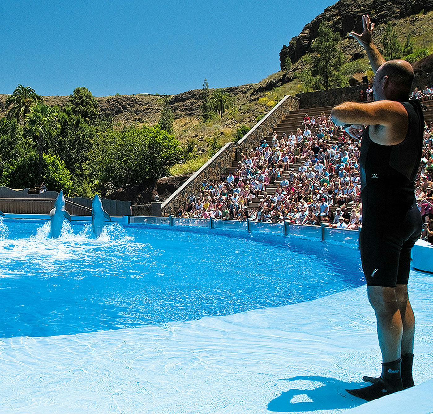 教练向在泳池中表演的海豚做手势，而大量观众则在体育场座位上观看。