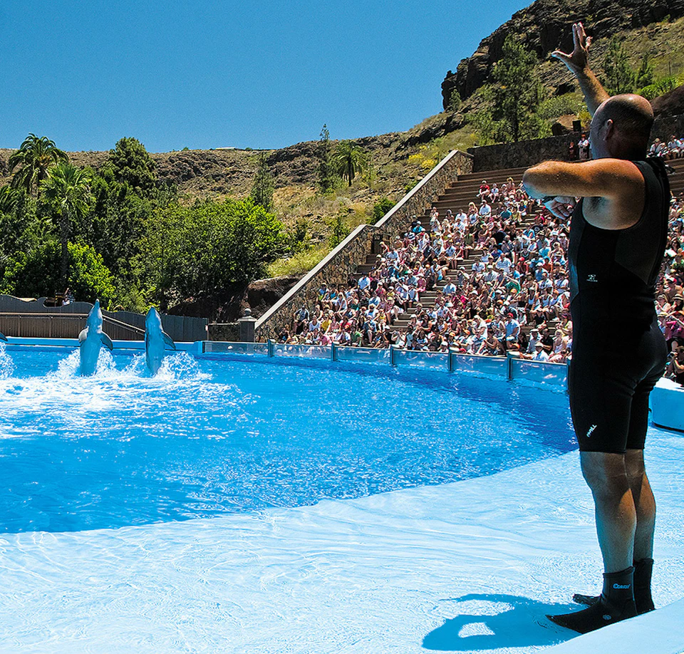 A trainer gestures to dolphins performing in a pool while a large audience watches from stadium seating.