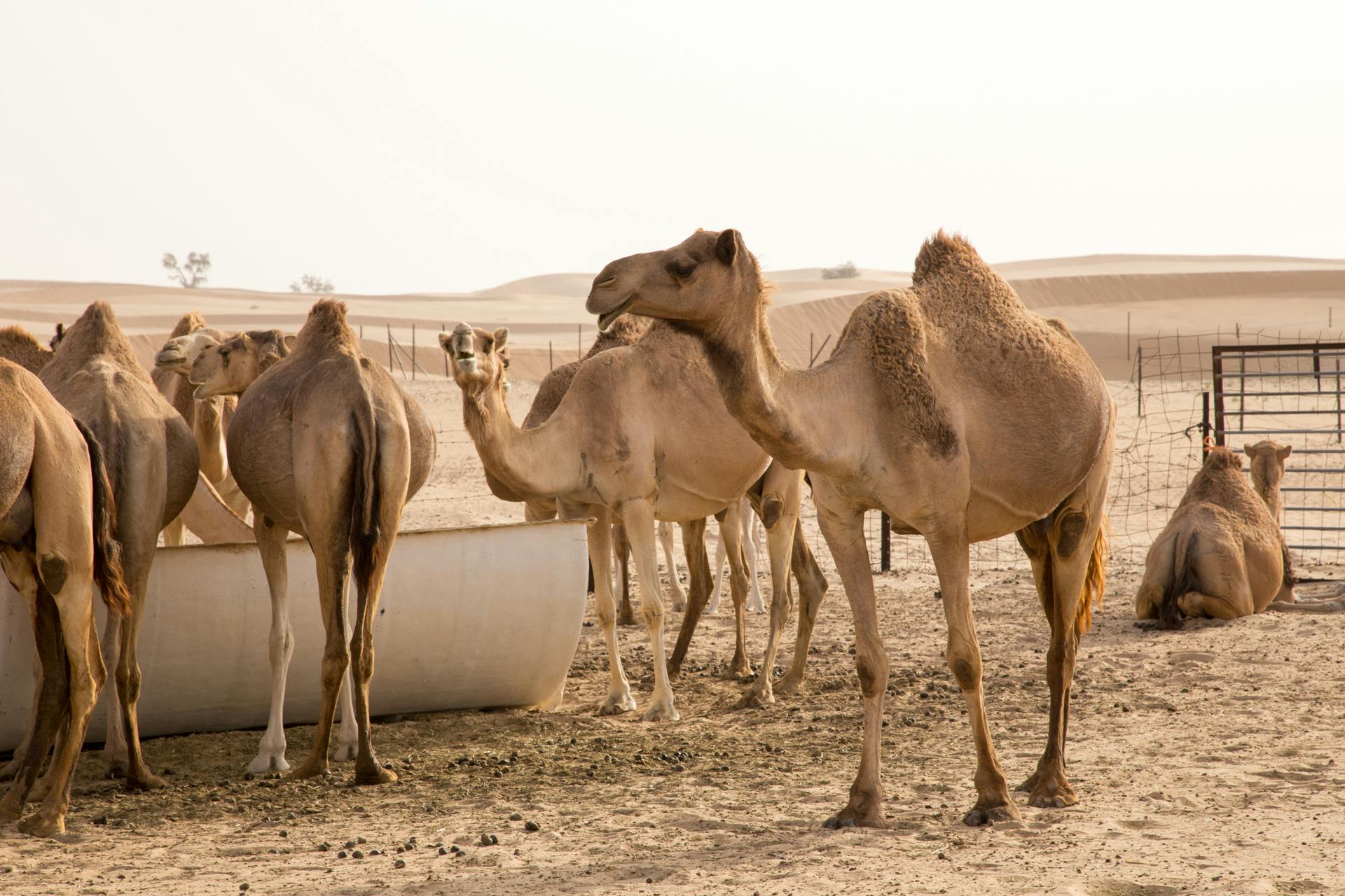 Group of camels standing together in a sandy desert landscape near a feeding trough.