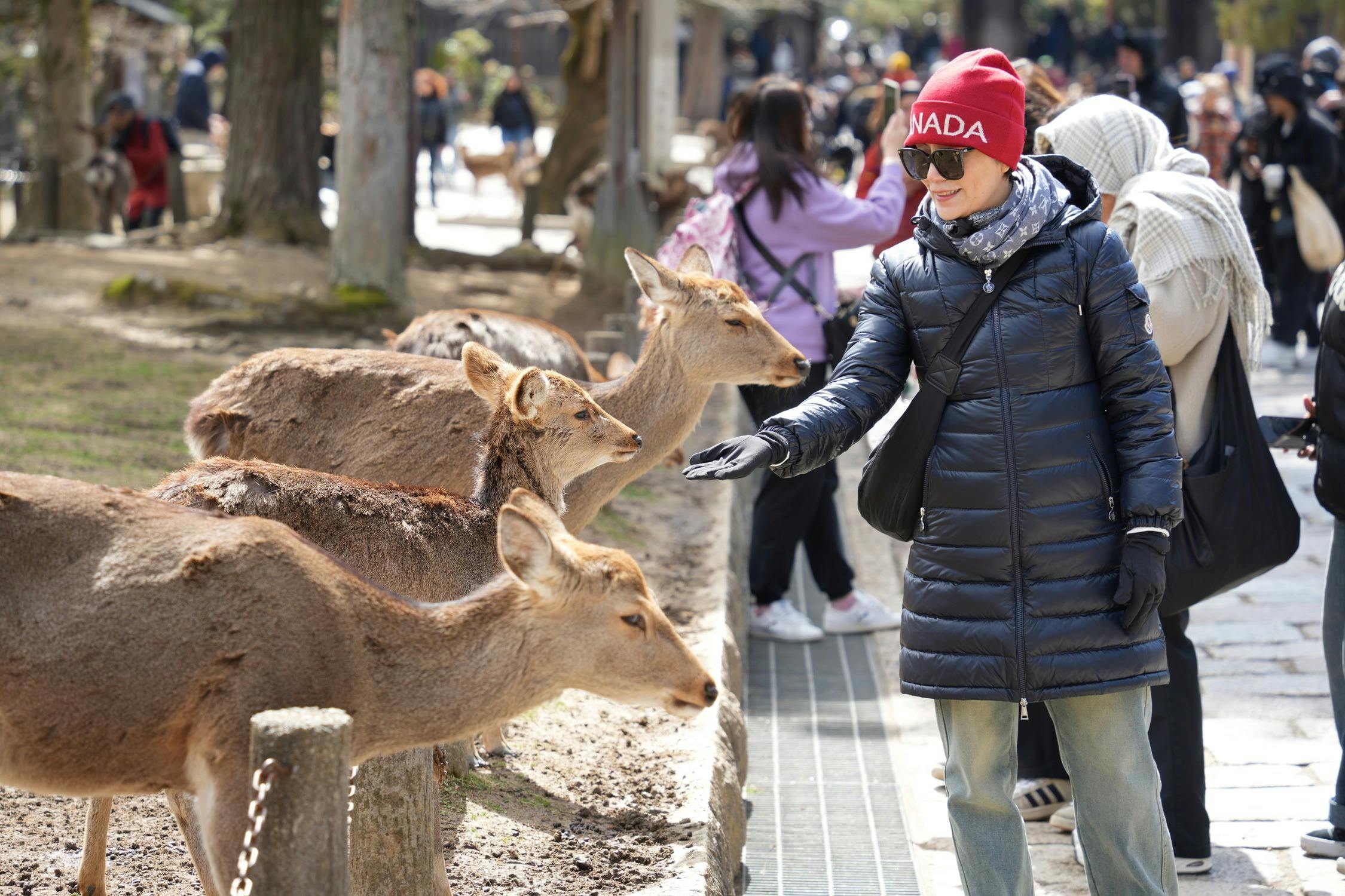 Himeji Castle, Kobe Chinatown & Nara Park: Small Group Guided Tour from Osaka - Photo 7