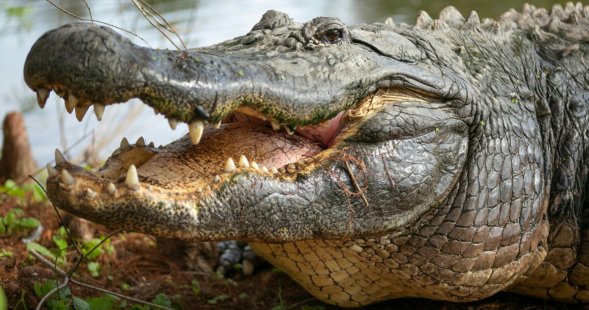 Detail aligátorovy hlavy s otevřenými ústy odhalující ostré zuby. Na pozadí je vidět voda a vegetace.