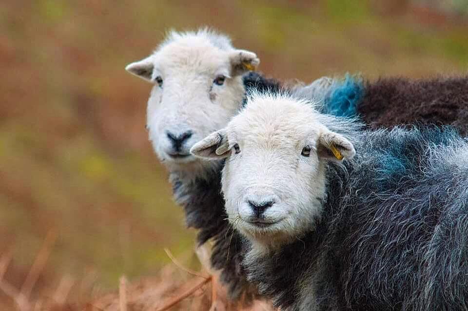 Herdwick
