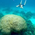 Mergulhe com snorkel e descubra um paraíso subaquático com peixes e corais coloridos.