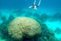 Fai snorkeling e scopri un paradiso sottomarino con pesci e coralli colorati.