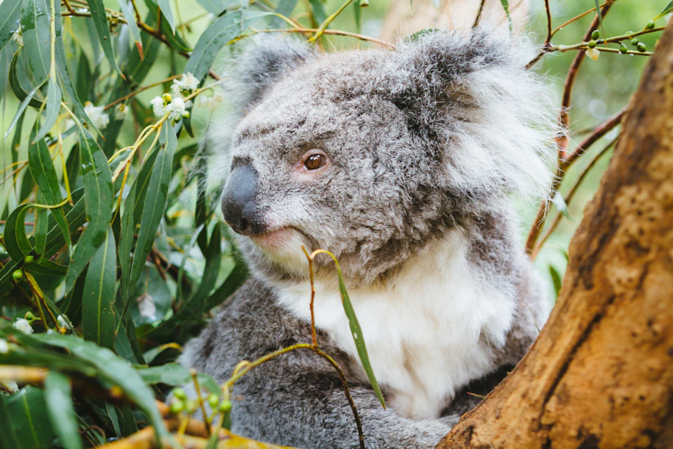 Koala at wildlife park