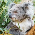 Koala at wildlife park