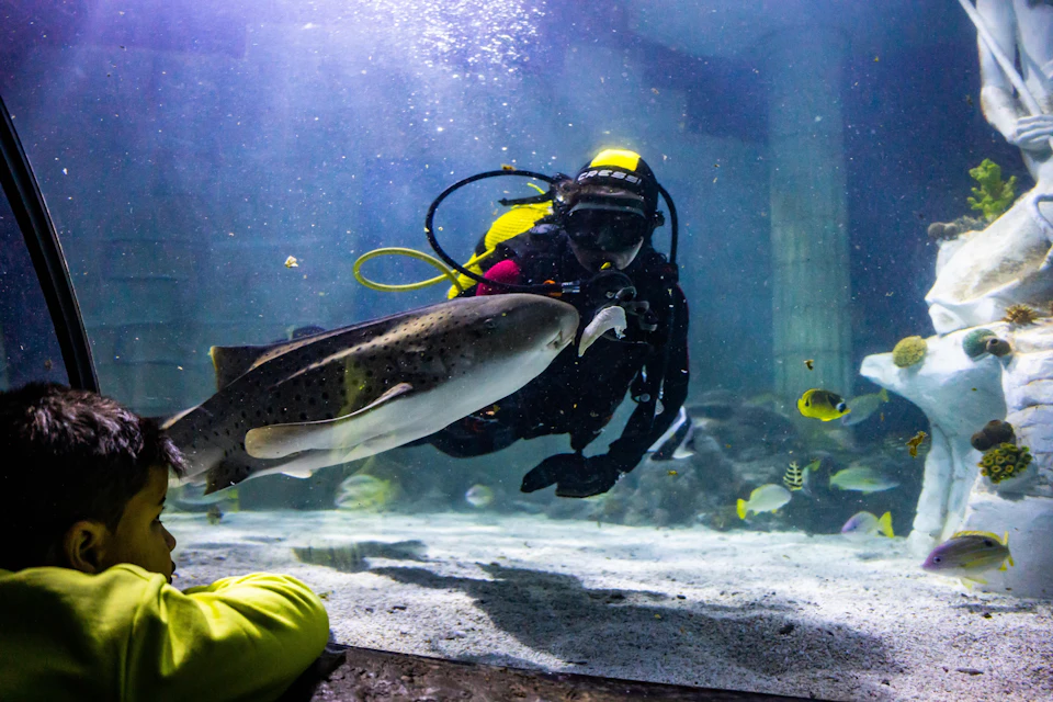 Zebra Shark Feeding