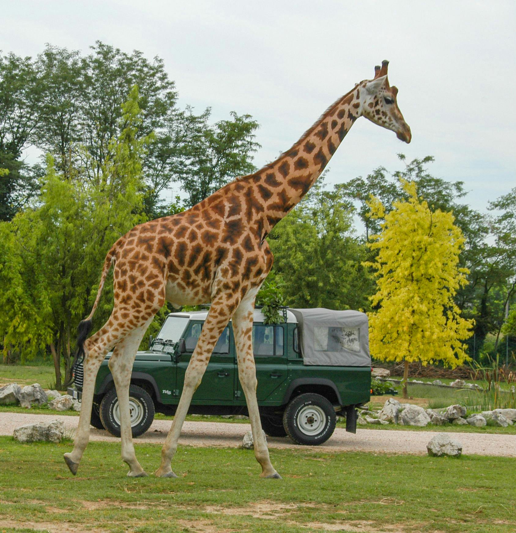 自然野生动物园