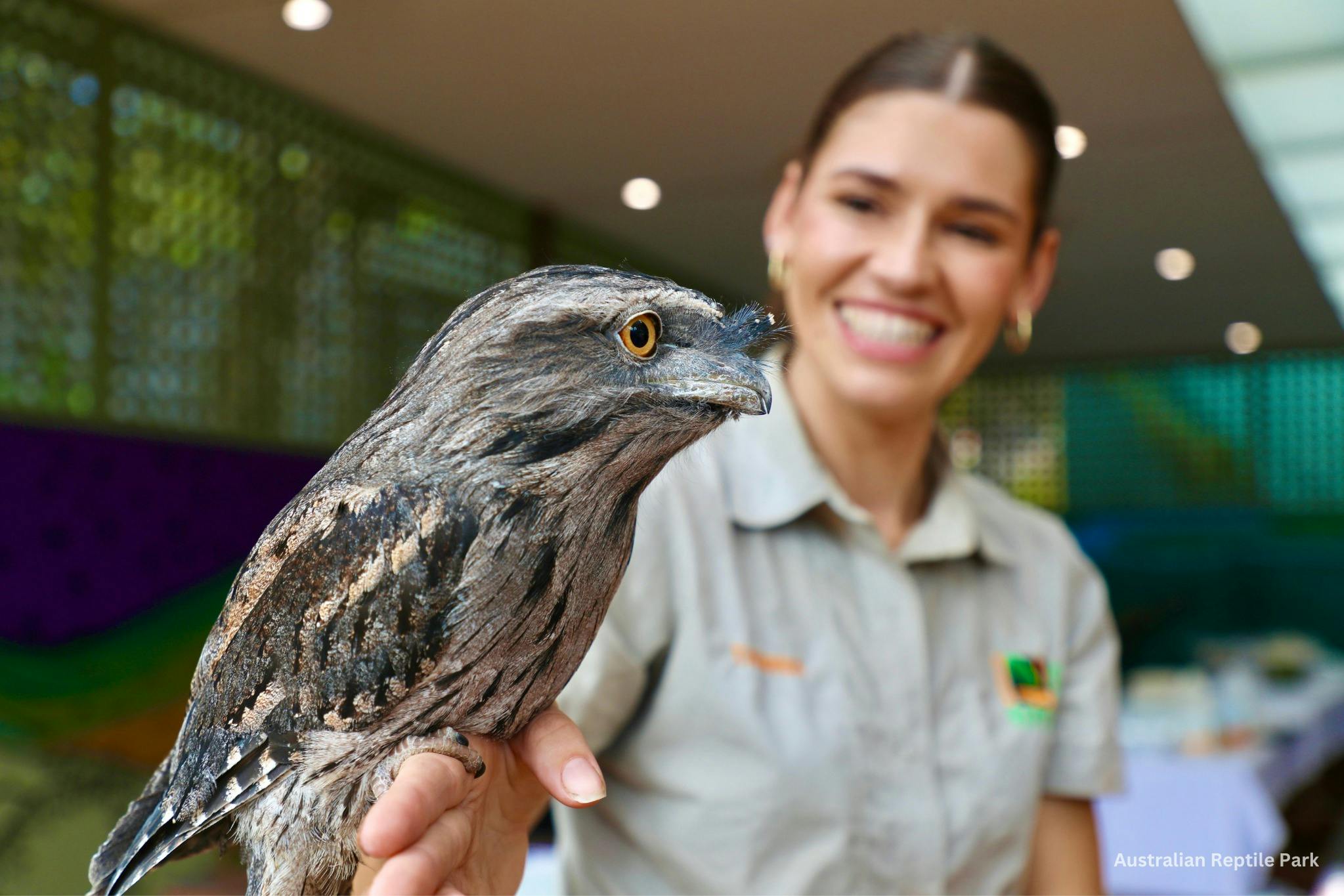 Gardien de zoo tenant une bouche de grenouille fauve