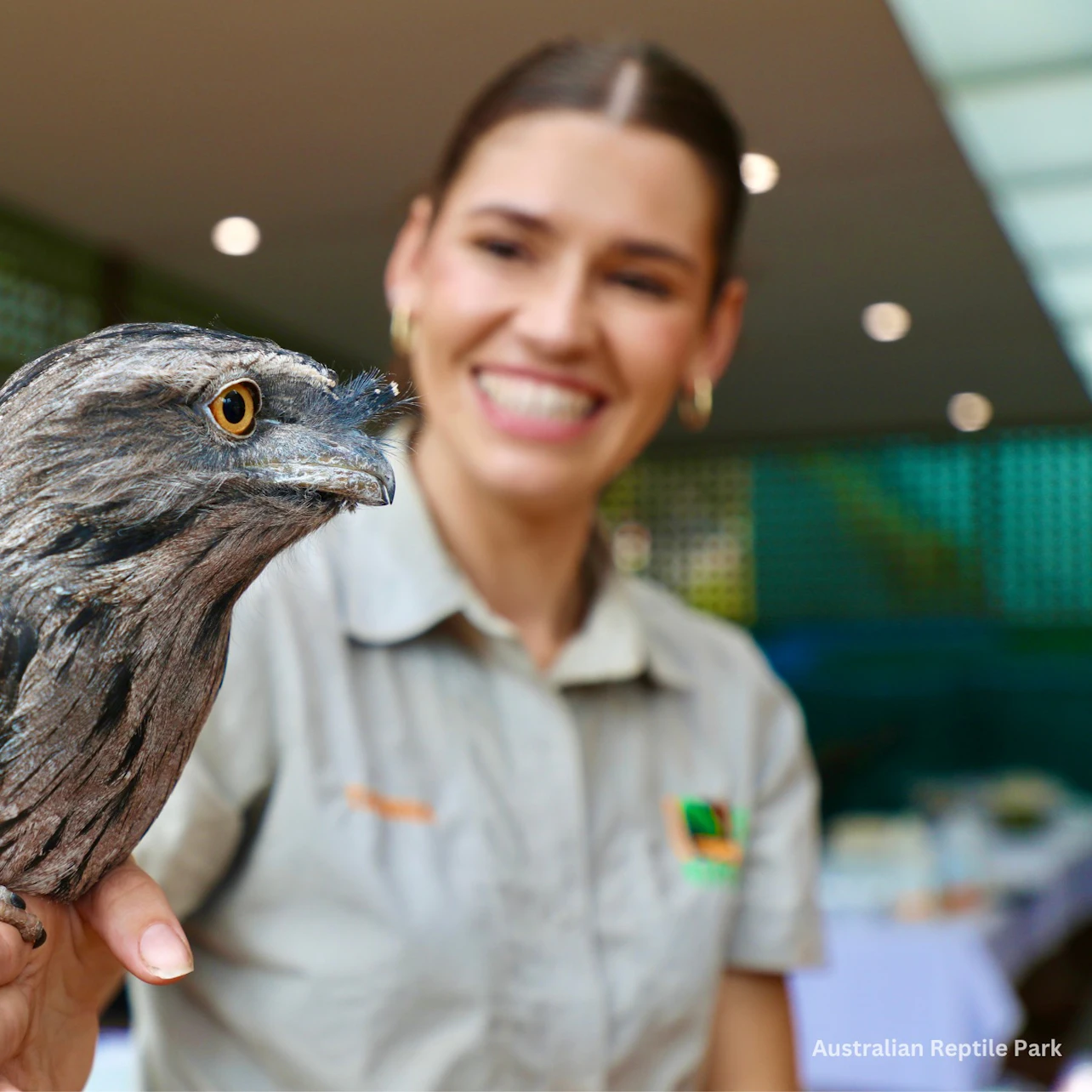 Australian Reptile Park: Entry Ticket in Somersby β Tiqets