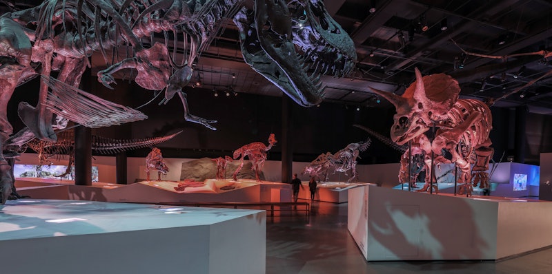 Špatně osvětlená muzejní expozice s různými vystavenými dinosauřími kostrami, včetně velkého T. rexe a triceratopse.