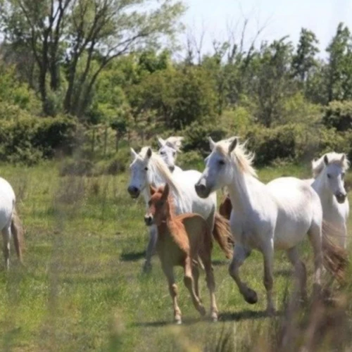 Camargue: Visita guiada a partir de Arles + Visita a Saintes-Maries-de-la-Mer - Photo 3