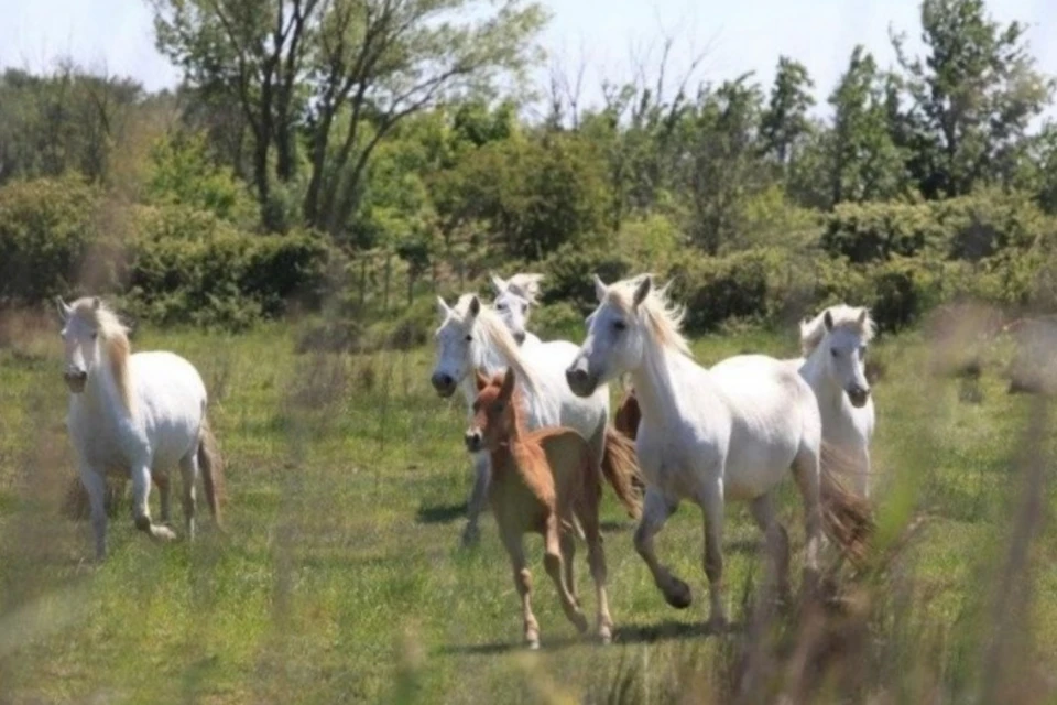 A group of white horses and a brown foal run through a grassy field with trees in the background.