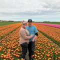 Un champ de tulipes