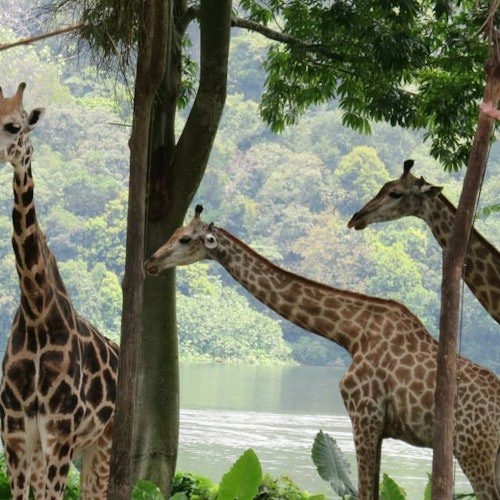 2-in-1 Park Hopper: Singapore Zoo + River Wonders