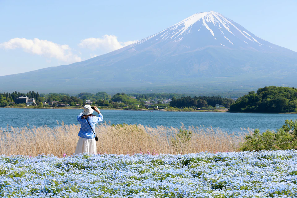 A person in a sun hat photographing Mount Fuji, with a field of flowers, a lake, and reeds in the foreground.