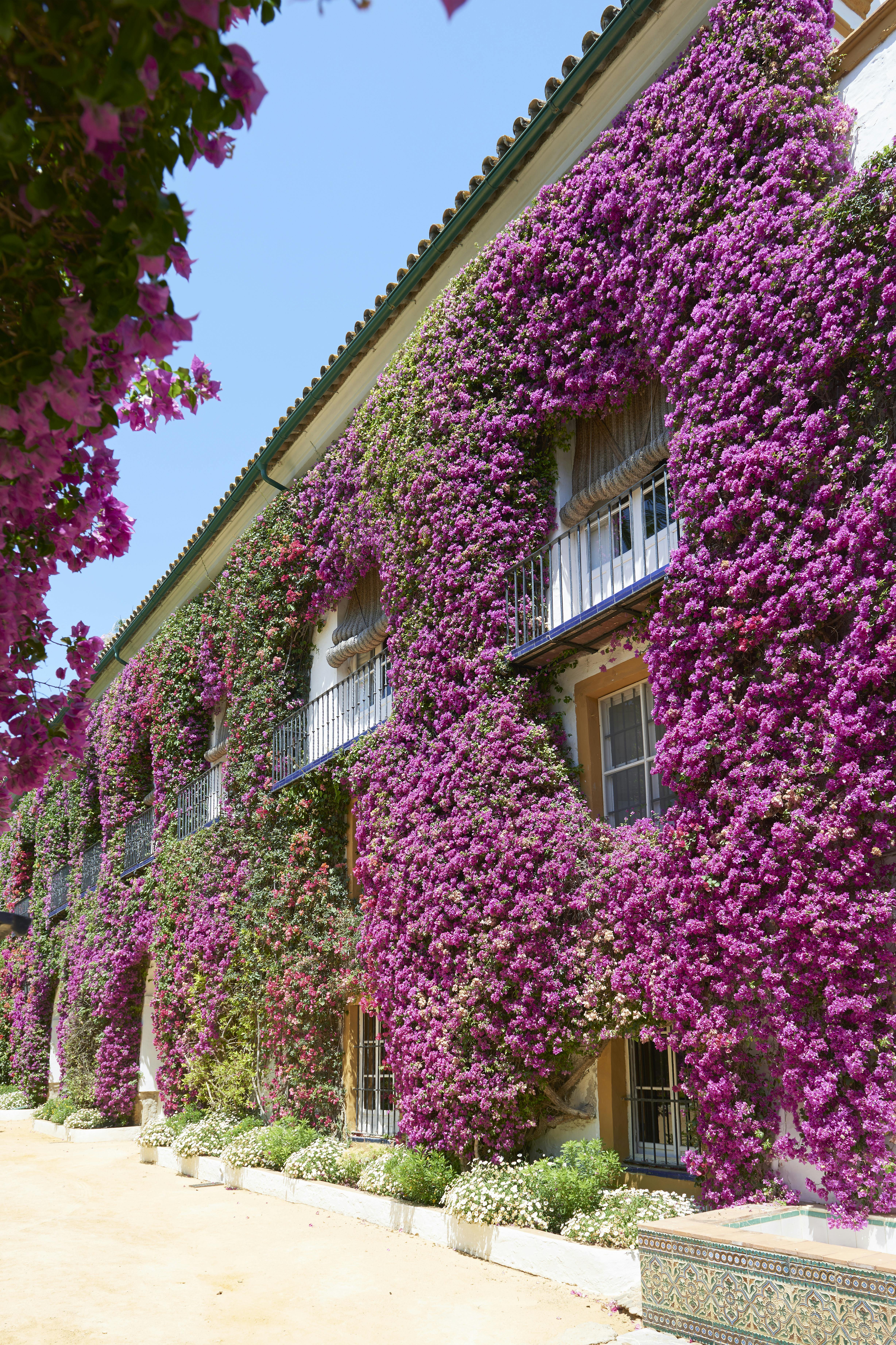 A building covered in vibrant purple flowering vines with balconies and a clear blue sky.
