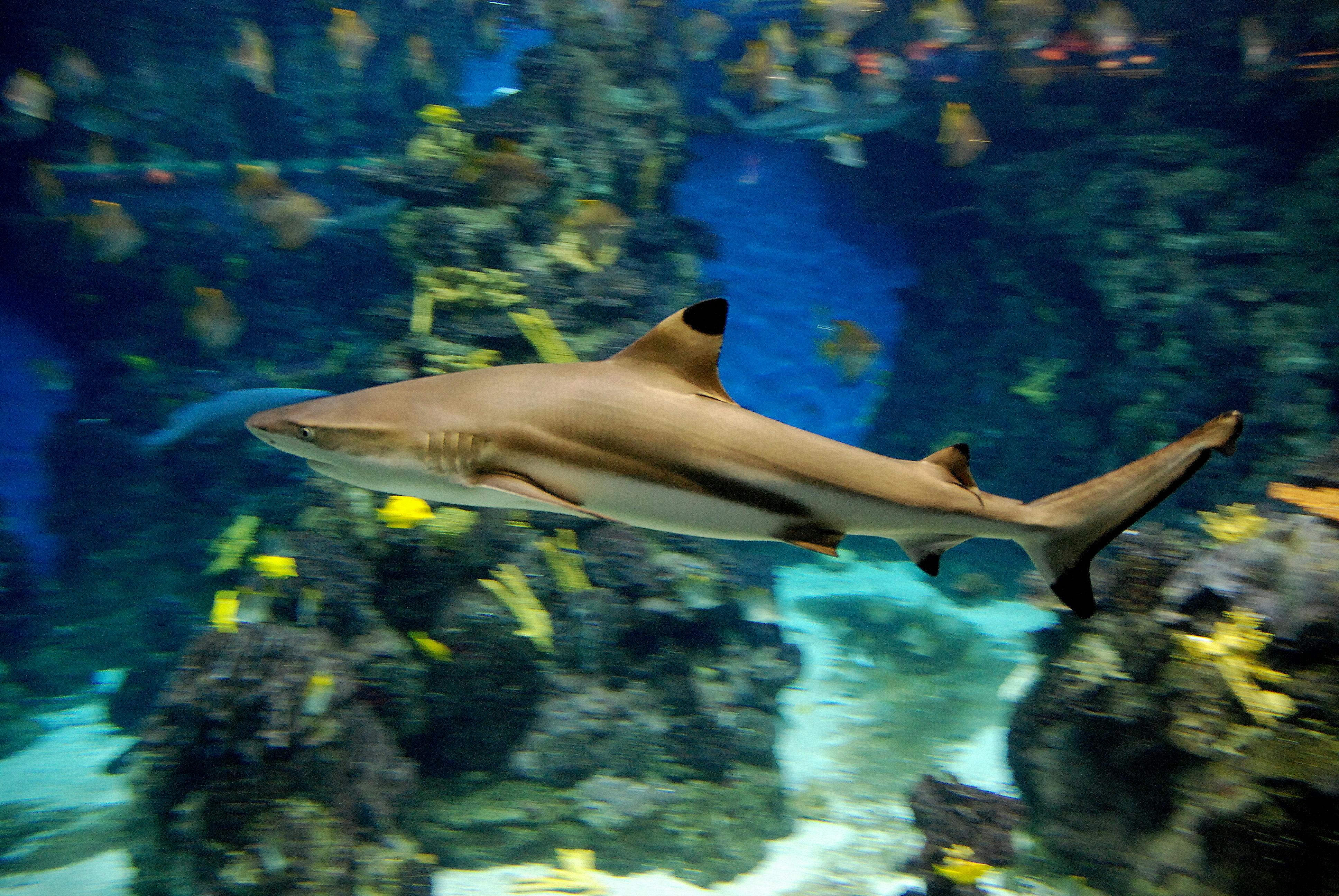 Un requin aux lignes pures nage dans un aquarium vibrant avec, en arrière-plan, divers poissons et du corail coloré.
