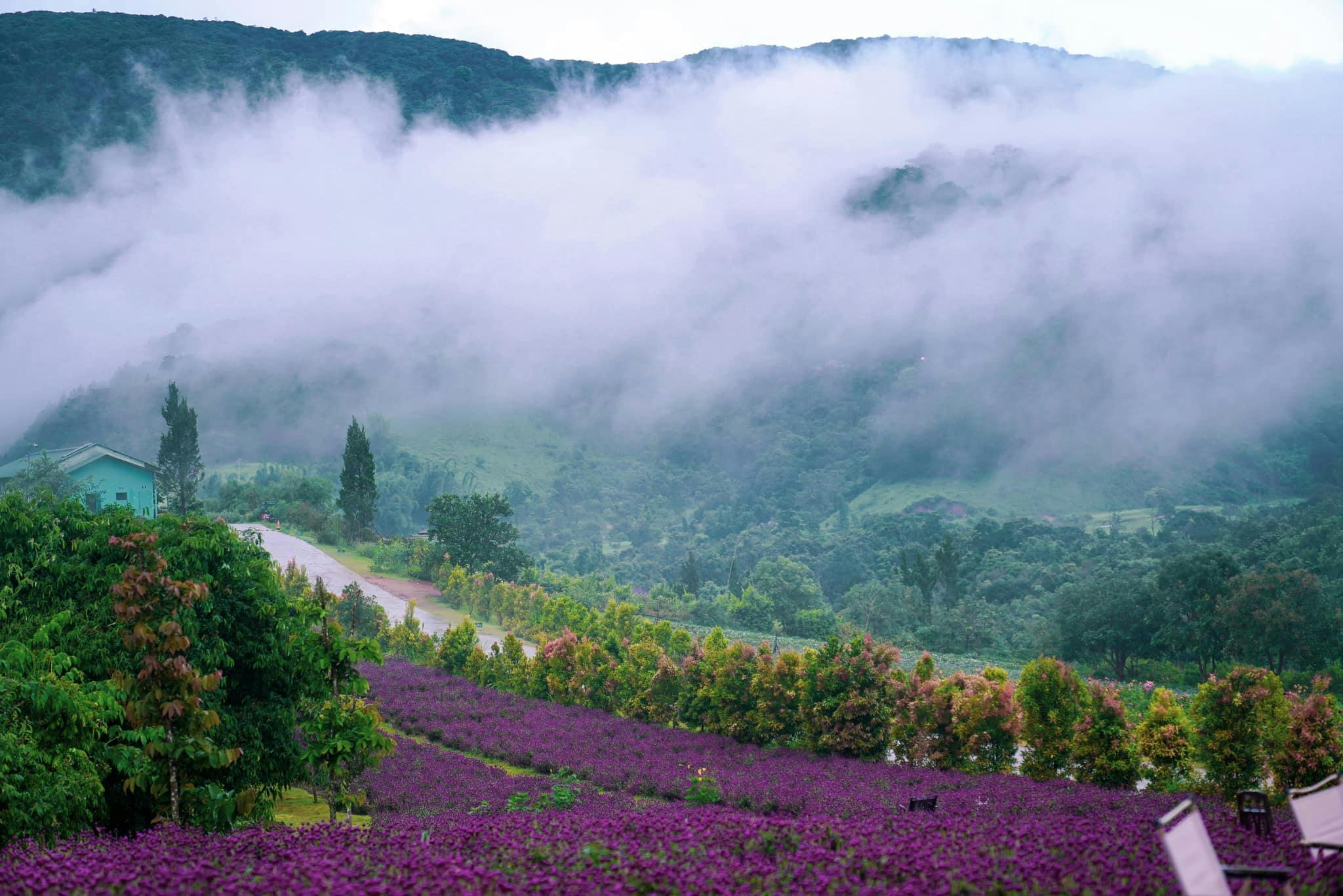 A scenic view of a field of purple flowers, a road, and mist-covered hills in the distance.