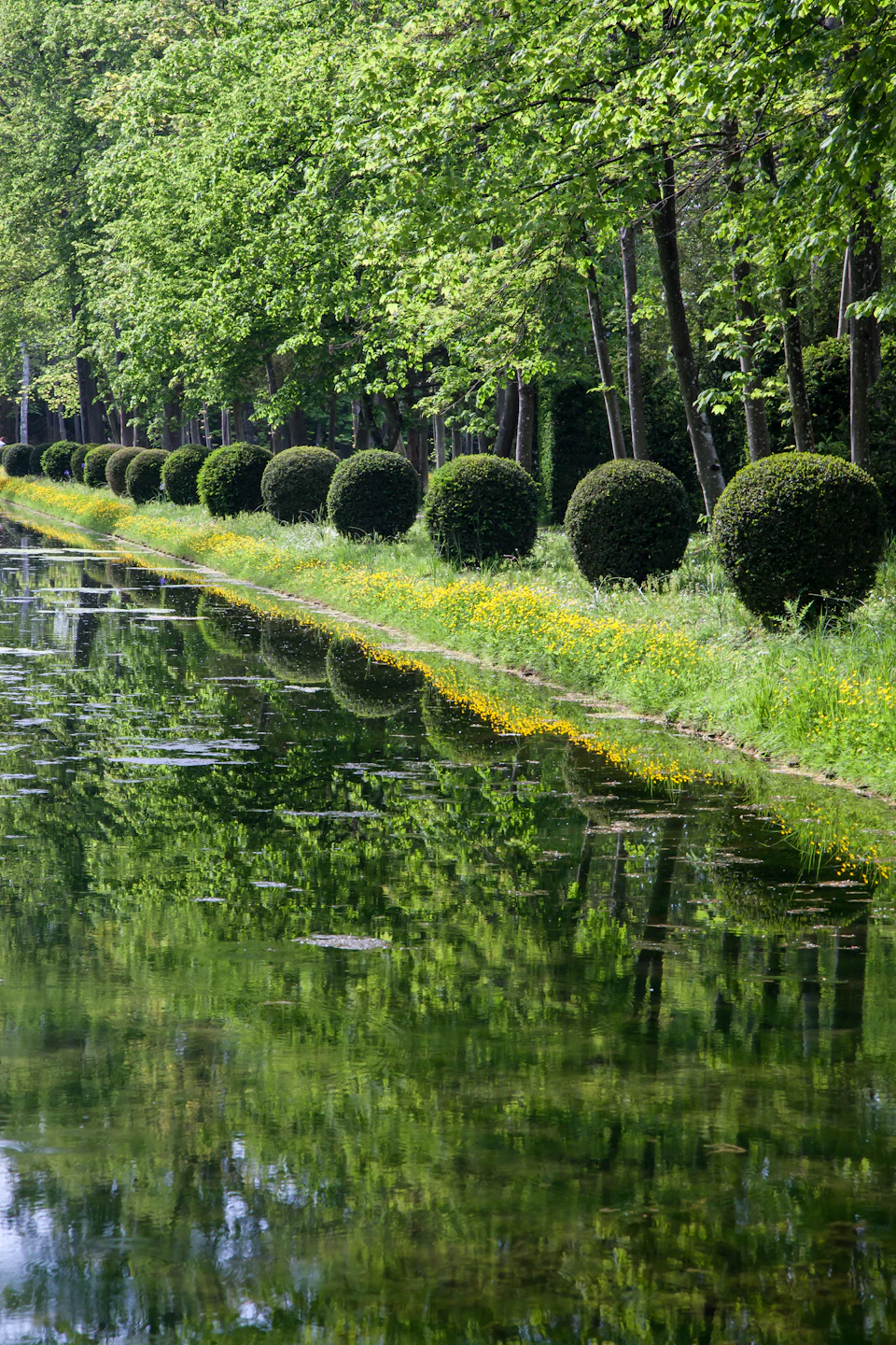 A line of round, trimmed bushes beside a tree-lined canal with reflections in the water and yellow flowers along the bank.