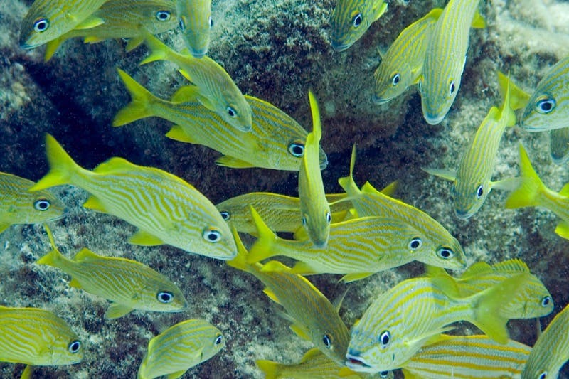 Tulum: Tour guidato di Snorkeling e Cenote + Trasferimento + Pranzo — 7