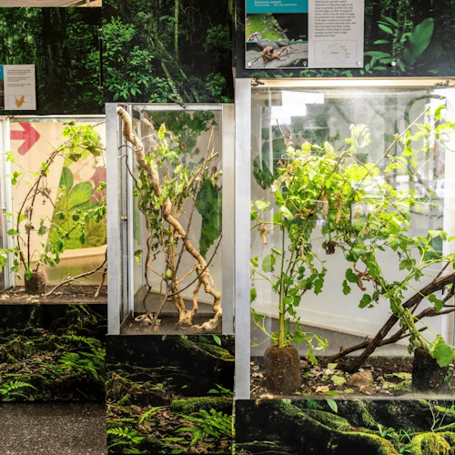Victoria Butterfly Gardens: Entry Ticket - Photo 4