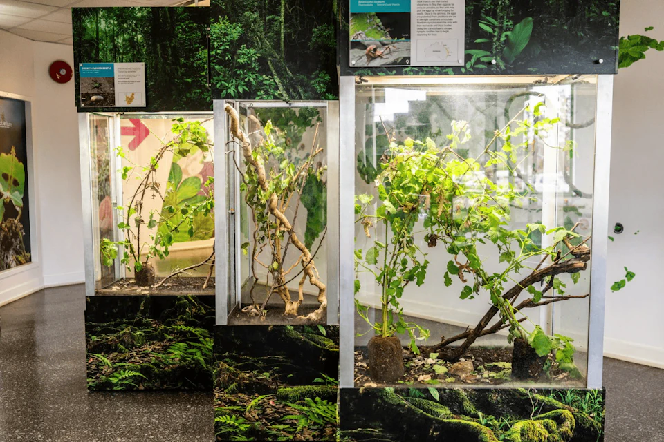 Display cases with plants and branches, set in a nature exhibit with informational panels and rainforest imagery.