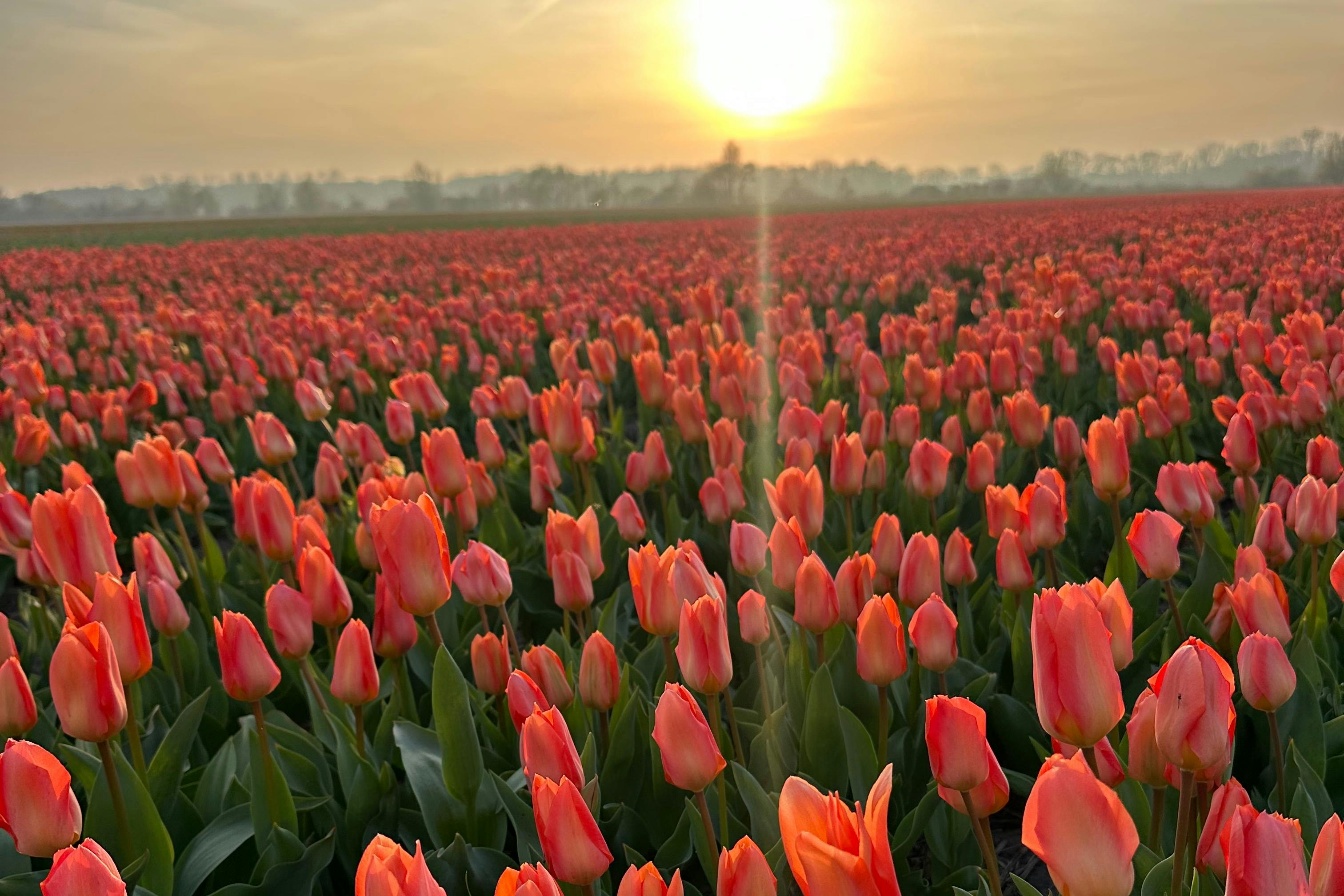 Preciosos campos de tulipanes