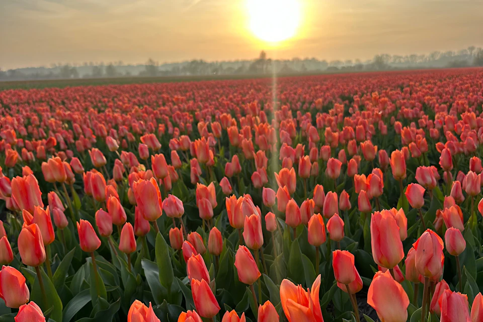 Gorgeous tulipfields