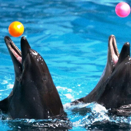 Dubai Dolphinarium: Exposição Dolphin and Seal Show - Photo 4