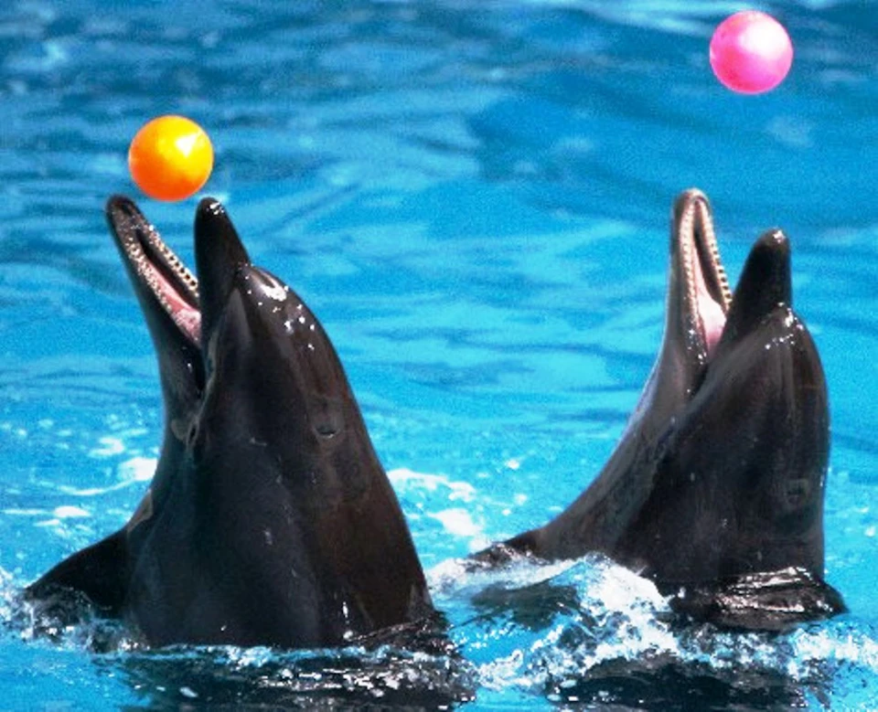 Two dolphins in a pool balancing orange and pink balls on their snouts.