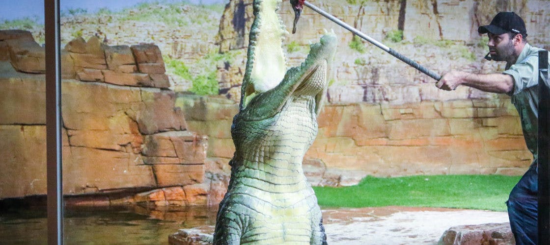 Een man met een pet houdt een stok vast in de richting van een alligator in een verblijf met een rotsachtige, kunstmatige achtergrond.