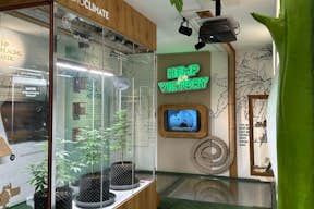 Museo della Cannabis di Amsterdam | Primo piano