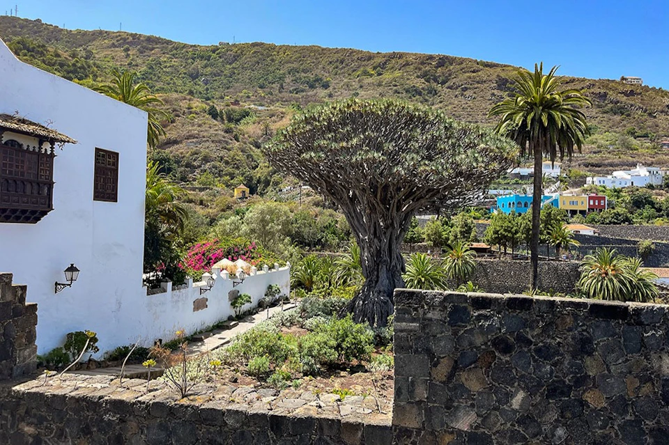 Millenary Dragon Tree in Icod de los Vinos