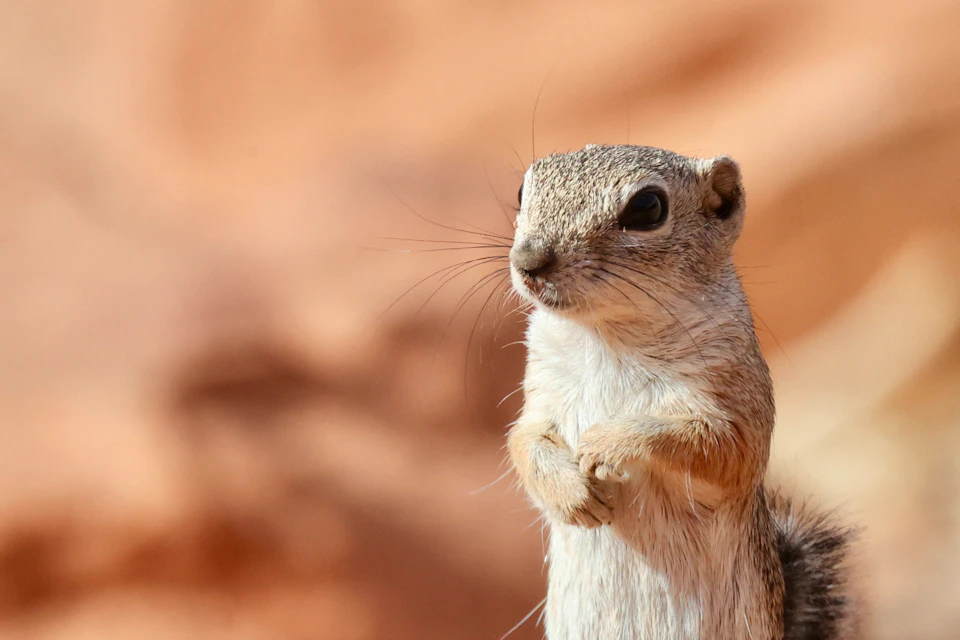 Amazing Wildlife