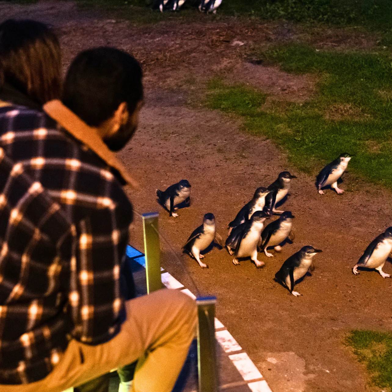 Phillip Island Penguins Express Tour from Melbourne in Melbourne β Tiqets