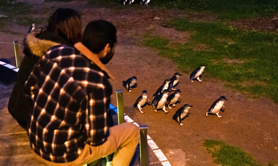 Two people watch a group of penguins walking on a dirt and grass path at dusk.