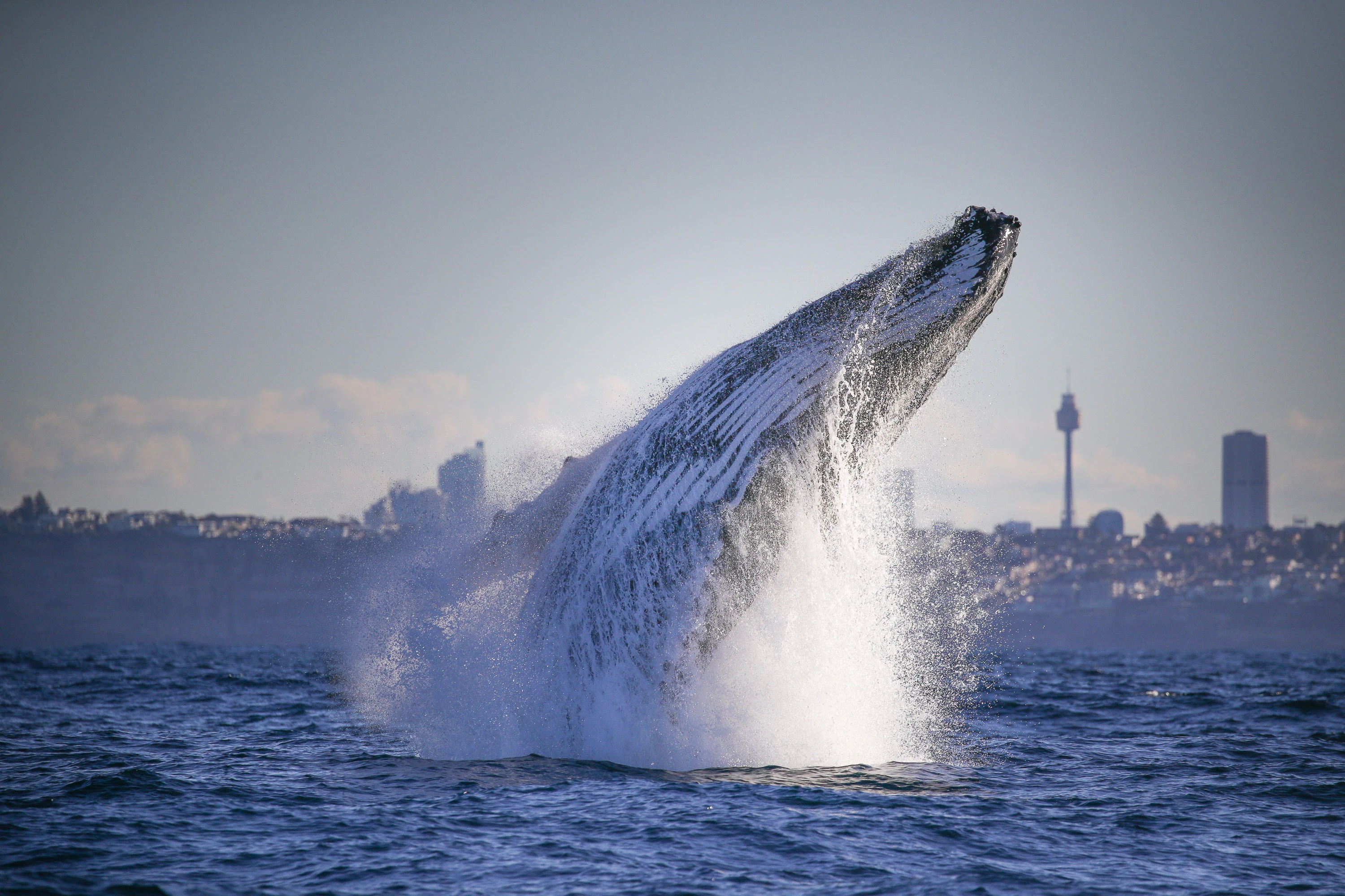 Sydney Harbour: 2.5-Hr Whale Watching Discovery Cruise