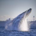 3-godzinna obserwacja wielorybów