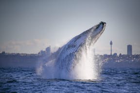3-часовое наблюдение за китами