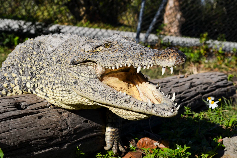 Alligator