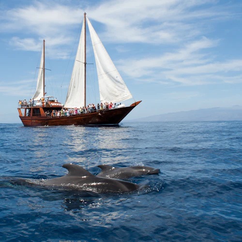 Los Gigantes: Passeio de barco guiado de 5 horas para observação de baleias a partir de Costa Adeje + almoço - Photo 2